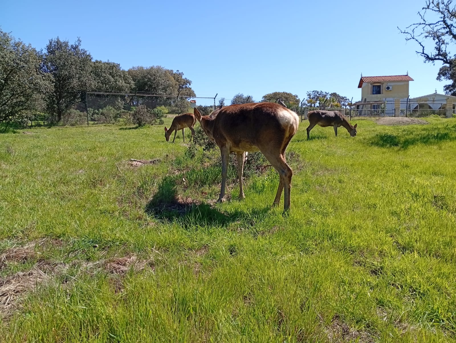 Sofi y Lourdes, ciervas criadas en Casas Rurales el Lago