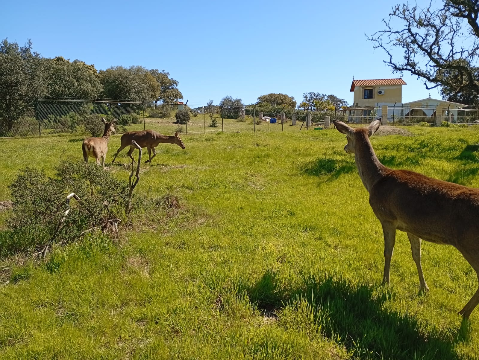 Sofi y Lourdes, ciervas criadas en Casas Rurales el Lago